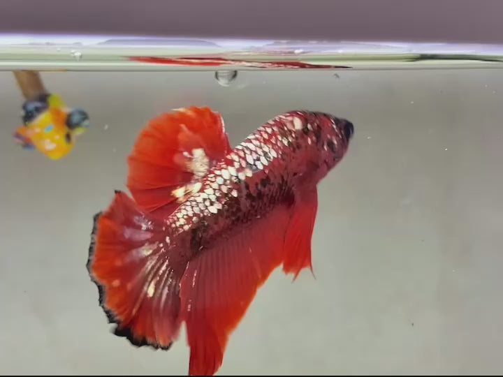 Rare Pair Red Copper Betta Fish