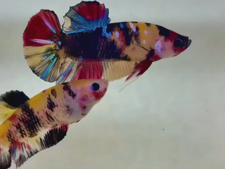 Rare Pair Koi Multicolors Betta Fish