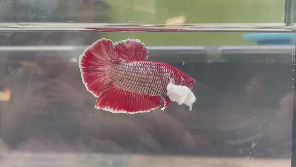 Rare Dumbo Red Betta Fish