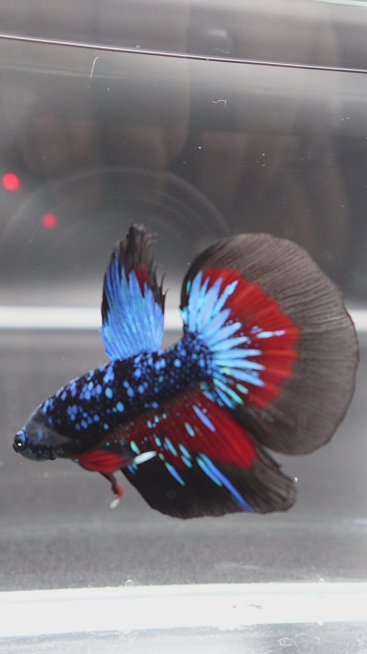 Rare Halfmoon Black Star Betta Fish