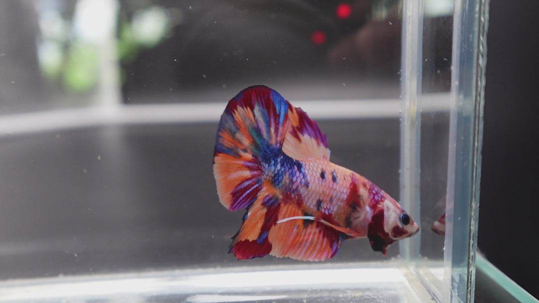 Rare Koi Multicolors Betta Fish