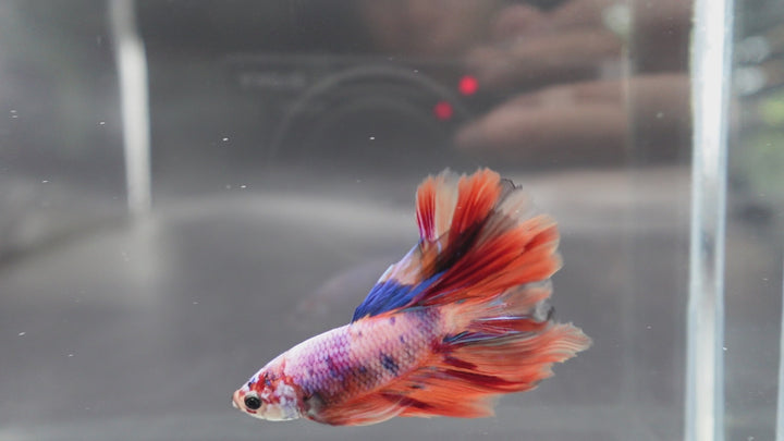 Rare Halfmoon Multicolors Betta Fis