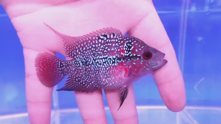 Rare Flowerhorn - 3 inch (Female)