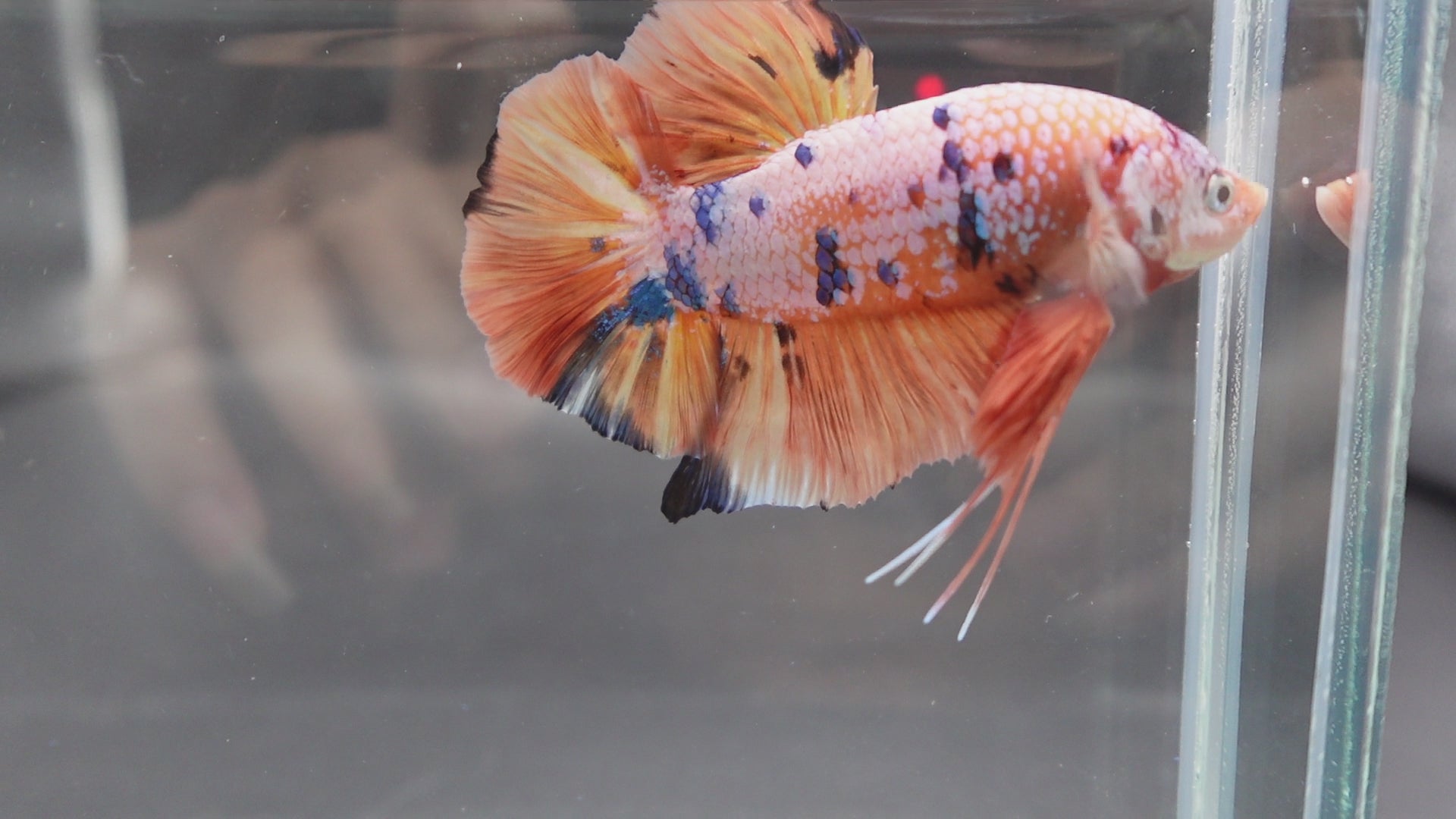 Rare Giant Multicolors Betta Fish