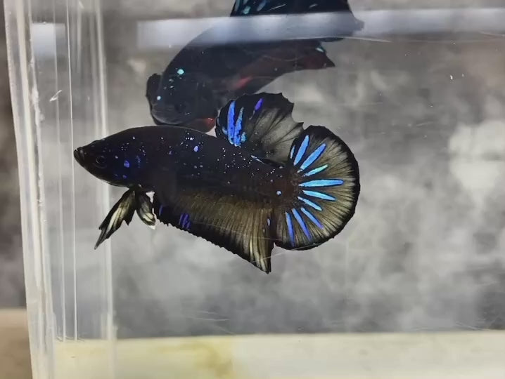 Rare Avatar Betta Fish