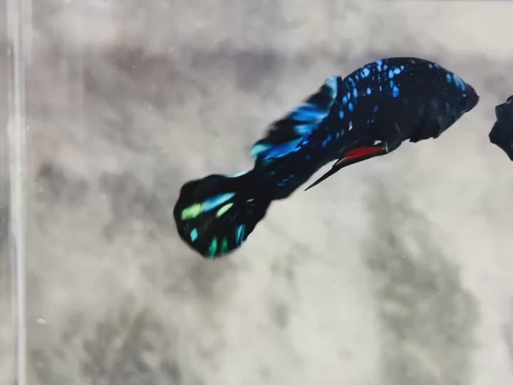 Rare Avatar Betta Fish