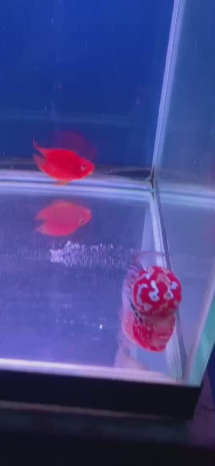 Rare Flowerhorn 4 inch