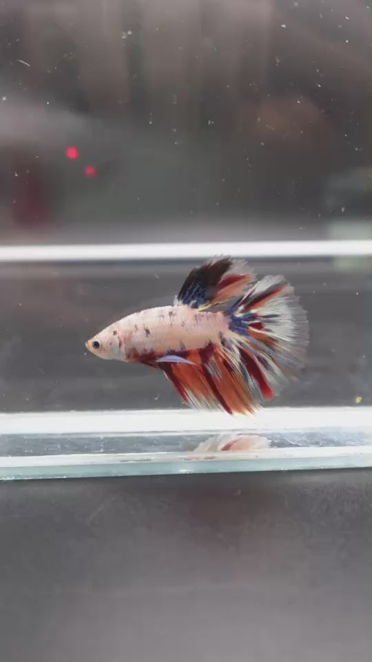 Rare Halfmoon Multicolors Betta Fish