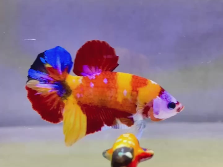 Rare Pair Koi Multicolors Betta Fish