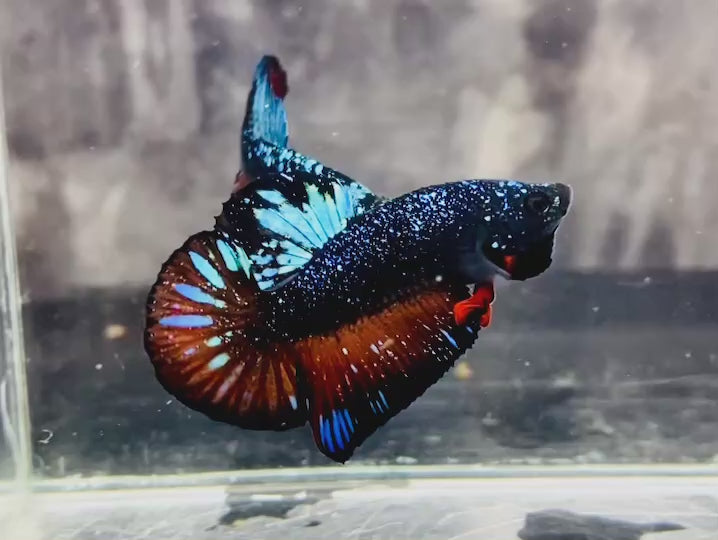 Rare-Avatar-Betta-Fish-AV1017