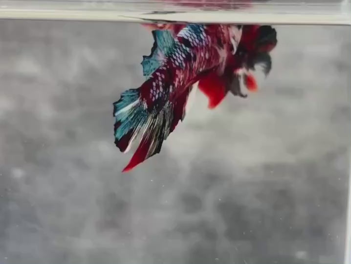 Rare Pair Red Copper Betta Fish