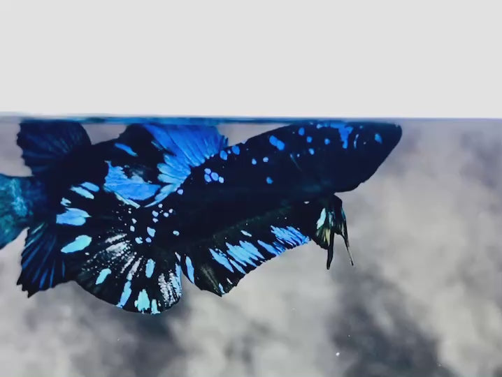 Rare Avatar Betta Fish