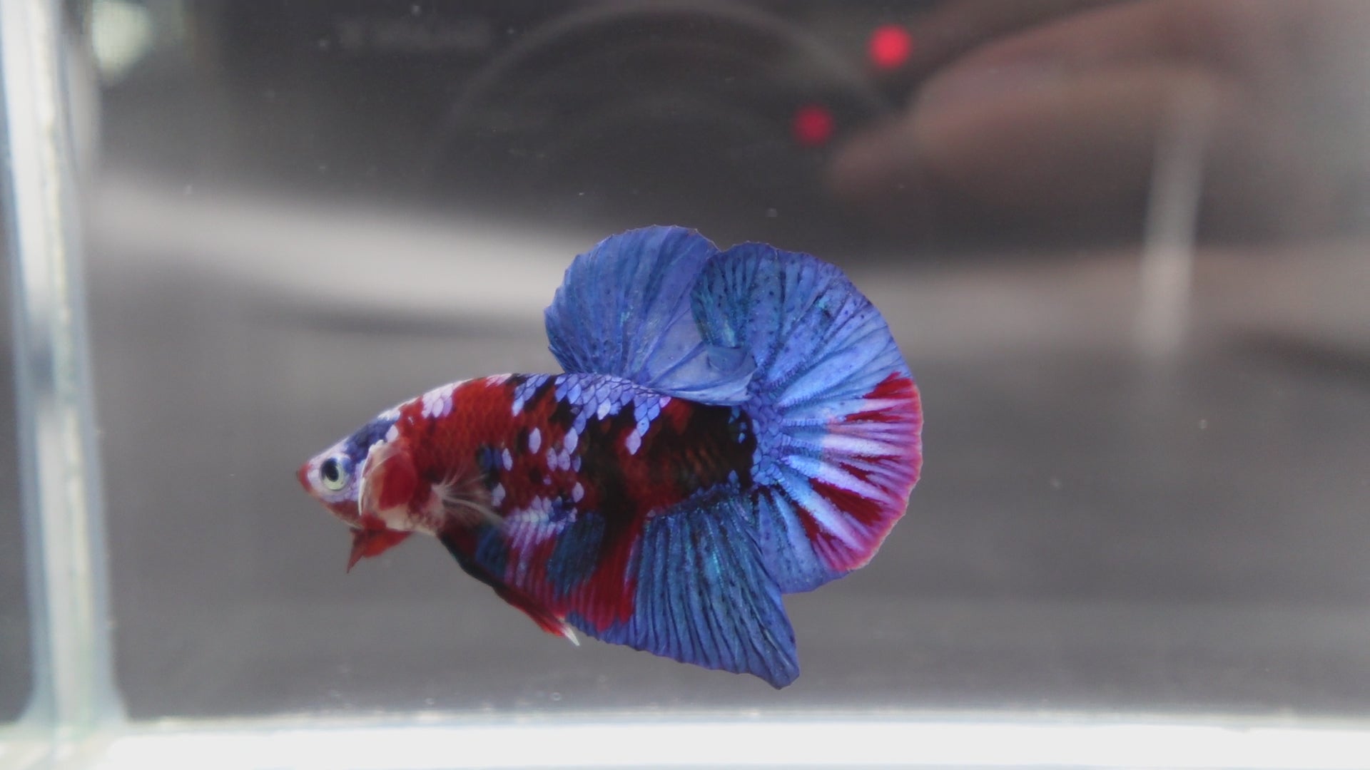 Rare Blue And Red Betta Fish