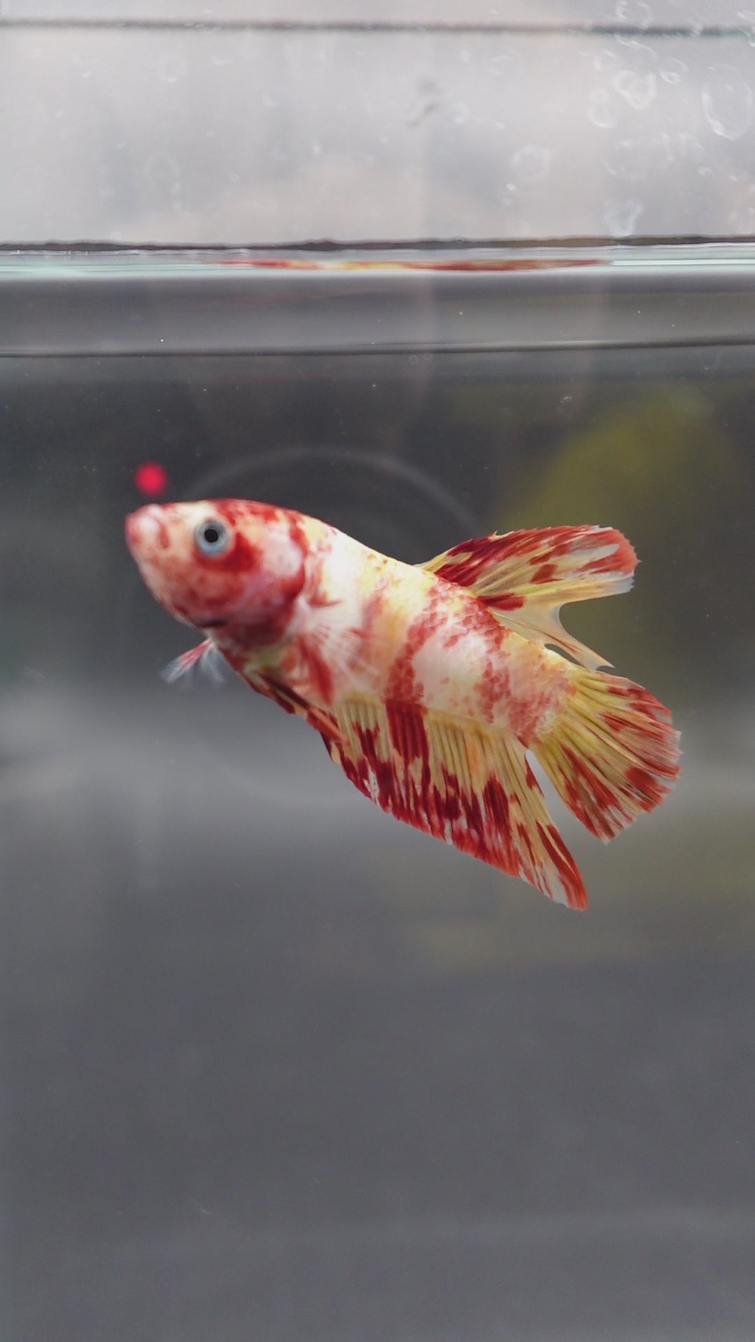 Rare Koi Multicolors Betta Fish