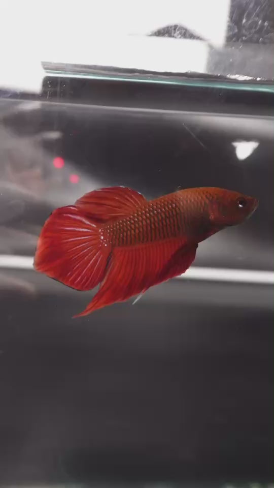 Red Benjarong Crimson Cheek Wild Betta Fish - Kingdom of Thailand