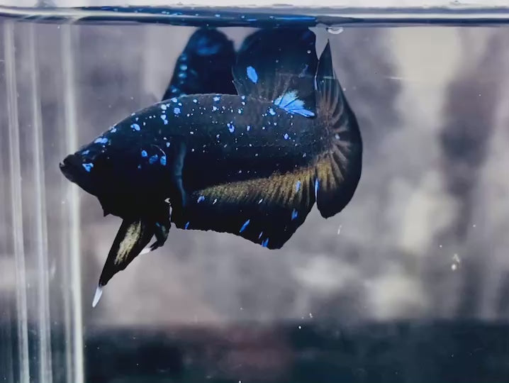 Rare-Avatar-Betta-Fish-AV1024