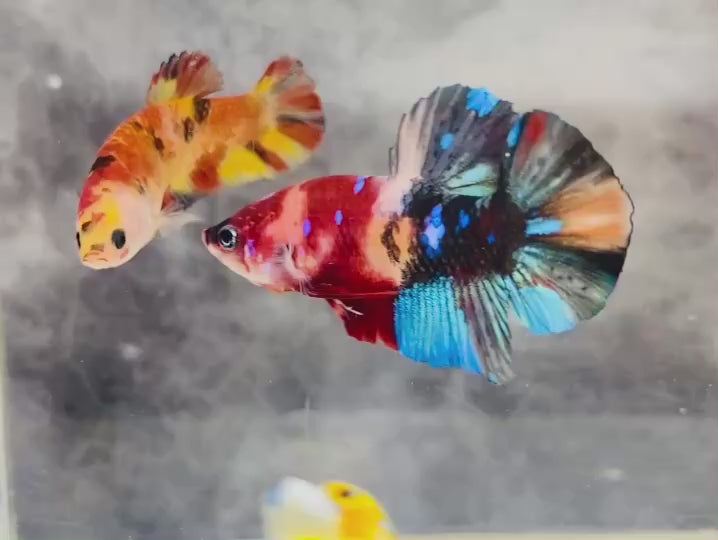 Rare Pair Koi Multicolors Betta Fish