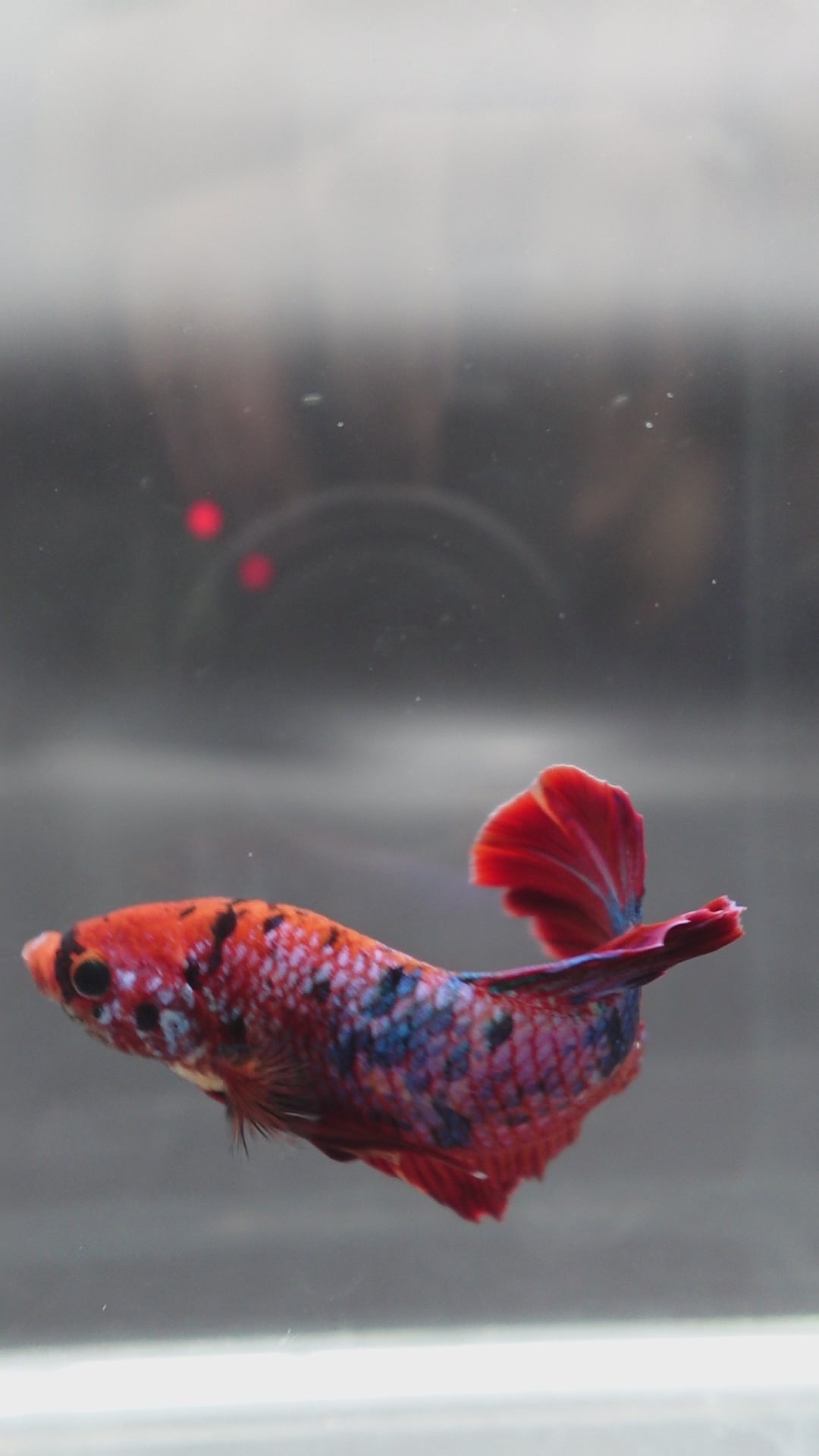 Rare Giant Multicolors Betta Fish