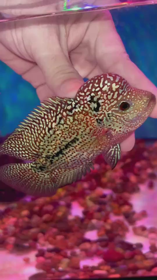 Rare Kamfa Flowerhorn