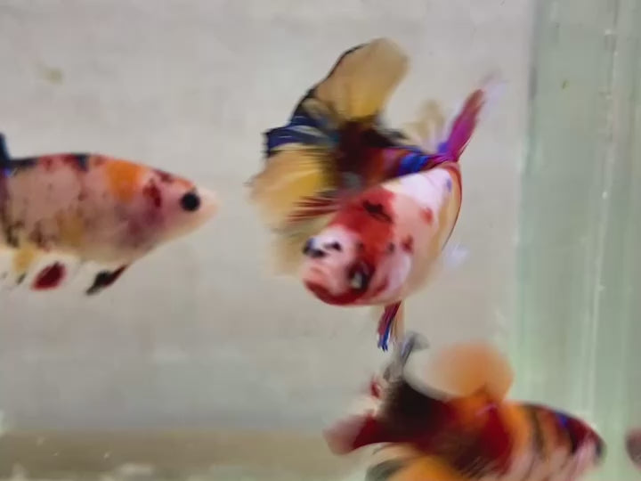 Rare Pair Koi Multicolors Betta Fish