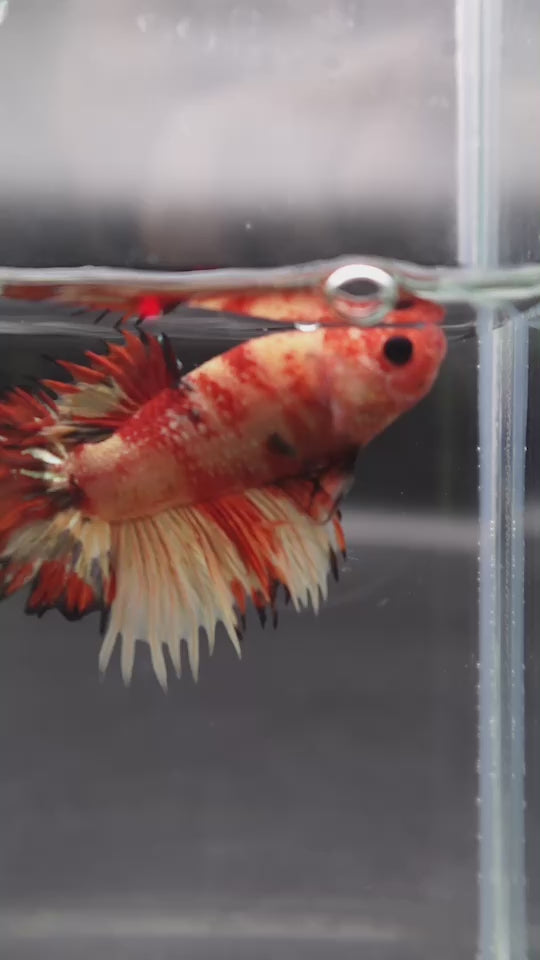 Rare CTPK Koi Betta Fish