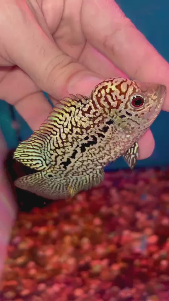 Rare Kamfa Flowerhorn