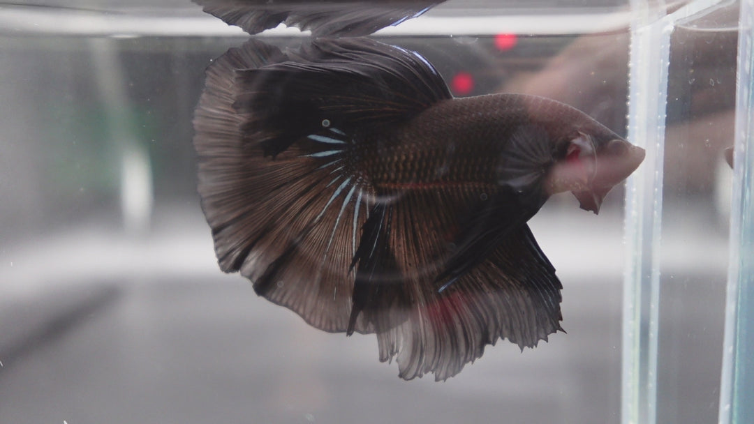 Competition grade - Super Black Halfmoon Betta Fish