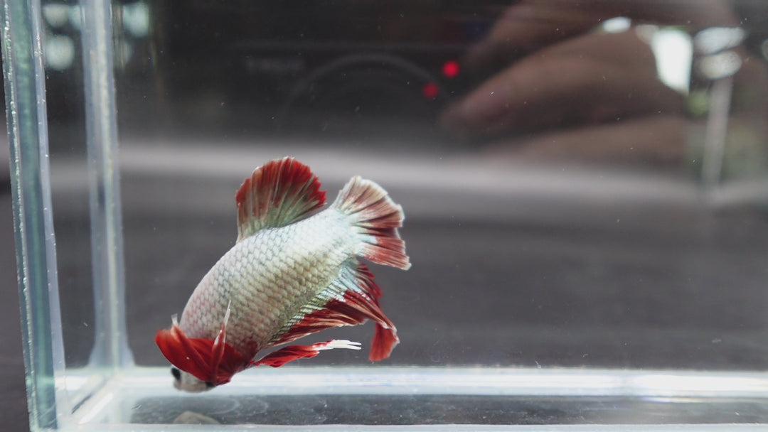 Rare Giant Copper Red Fin Betta Fish