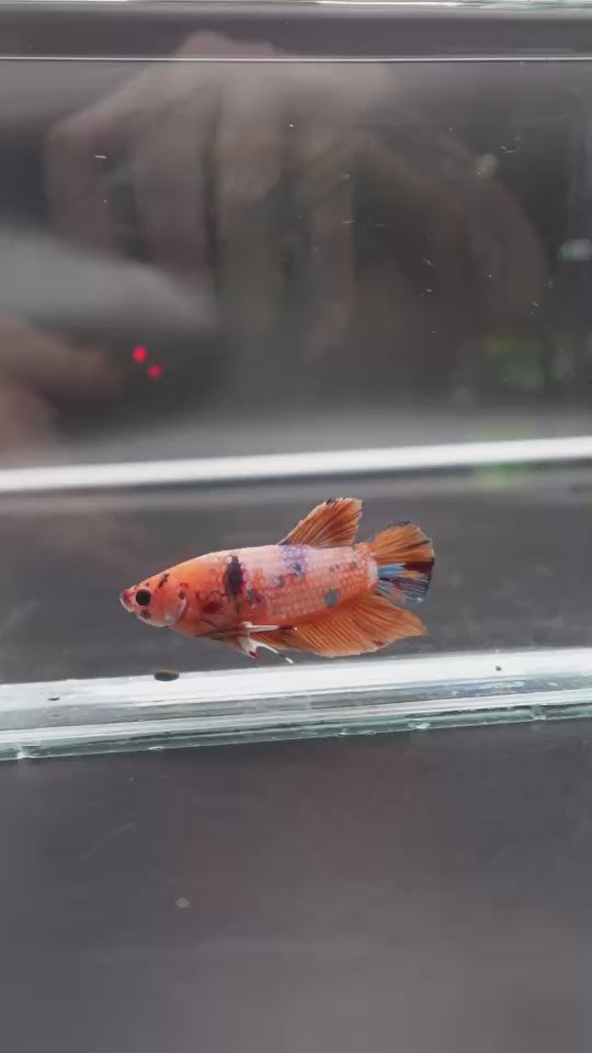Rare Giant Multicolors Betta Fish
