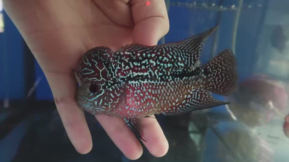 Rare Flowerhorn (F3) - 4 inch