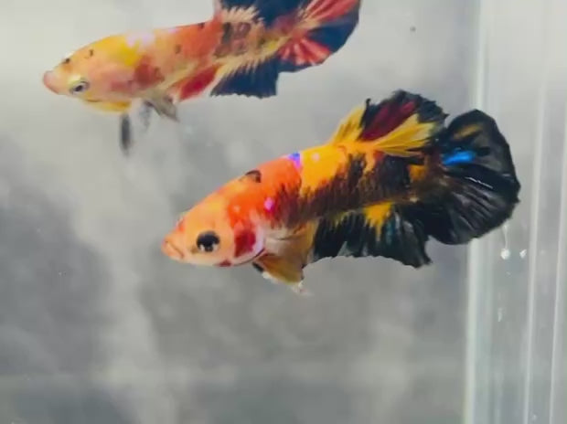 Rare Koi Multicolors Betta Fish