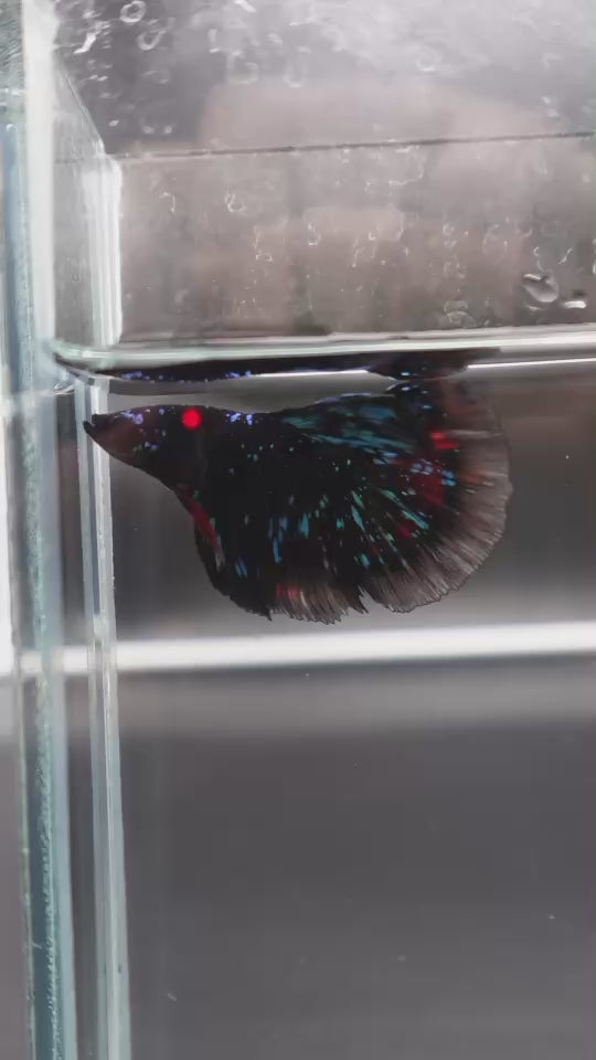 Rare Avatar Betta Fish
