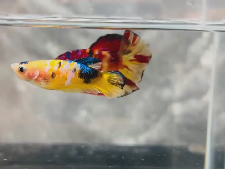Rare Pair Koi Multicolors Betta Fish
