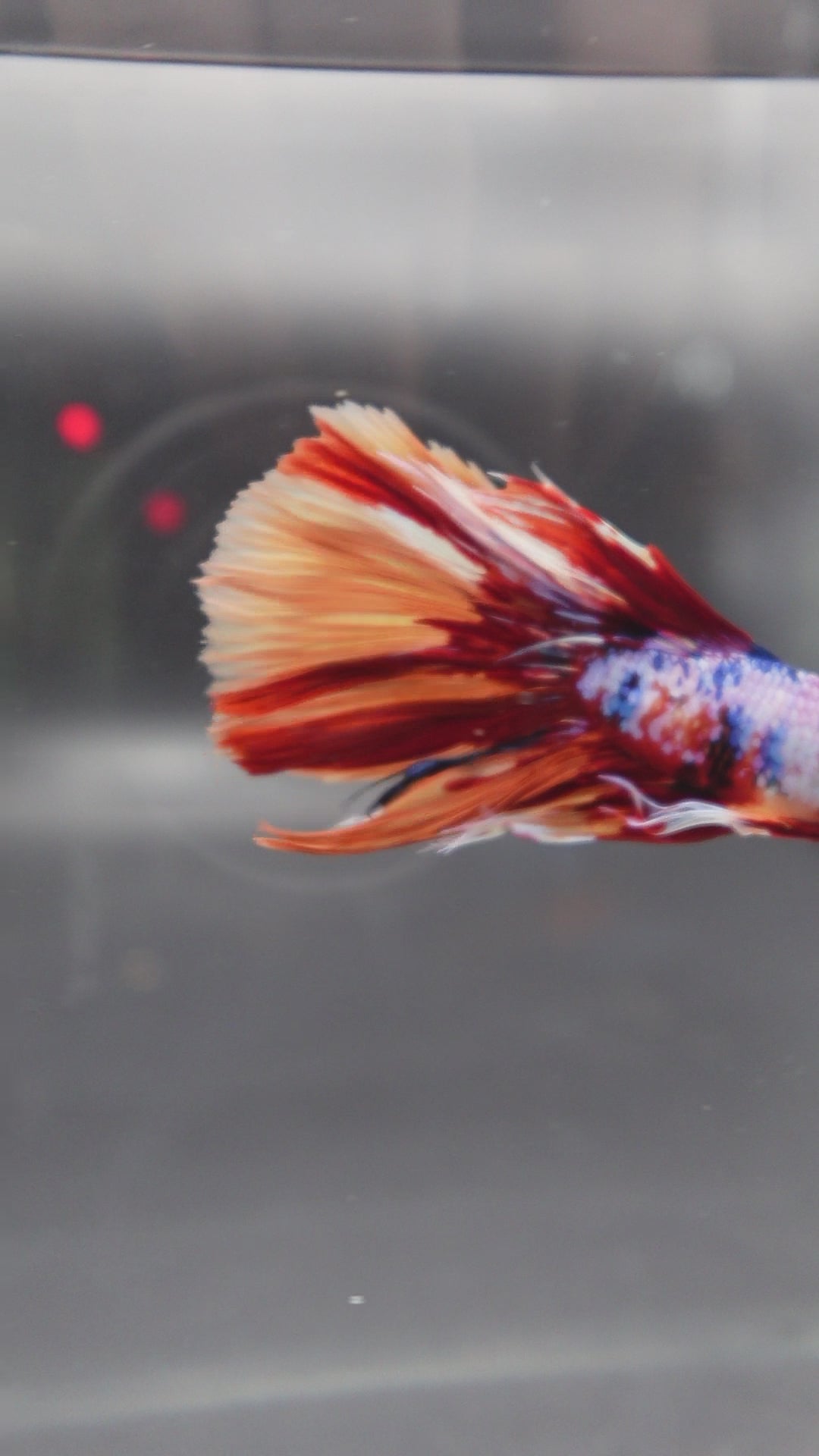 Rare Halfmoon Multicolors Betta Fish