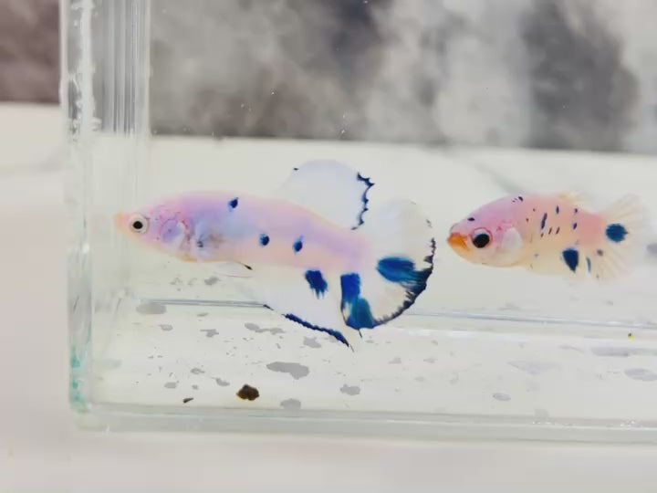Rare Pair Blue Marble Betta Fish
