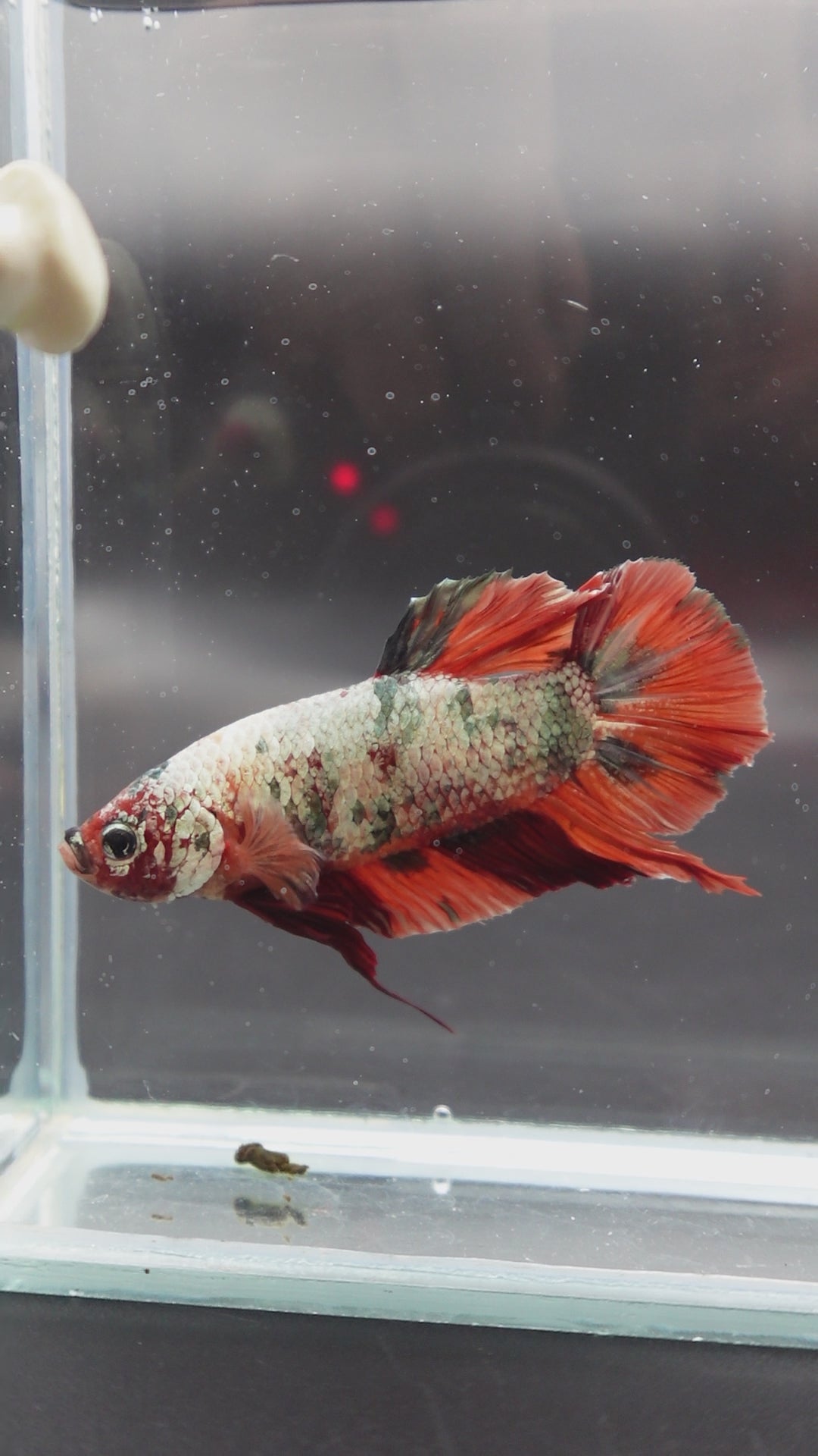 Rare Giant Red Copper Betta Fish