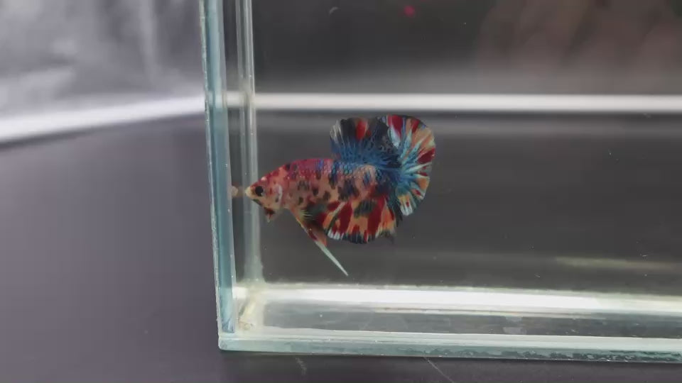 Competition grade - Candy Multicolors Betta Fish