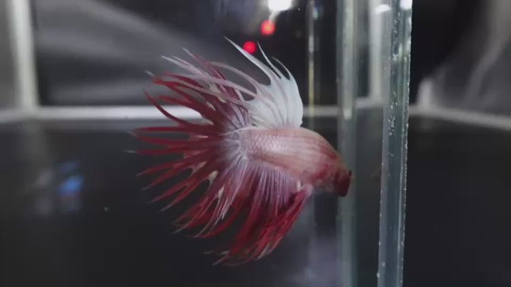 Rare Cherry Blossom Crowntail Betta Fish