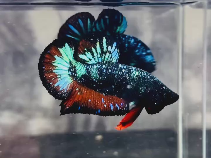 Rare-Avatar-Betta-Fish-AV1020