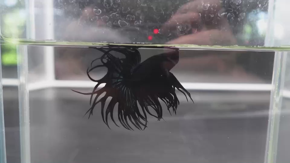 Rare King Crowntail Betta Fish