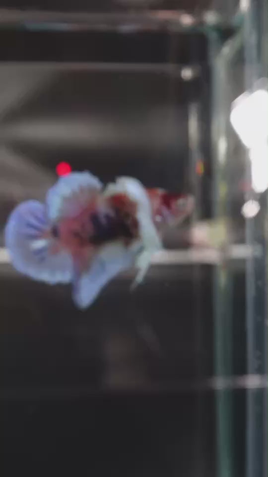 Rare Dumbo Koi Betta Fish