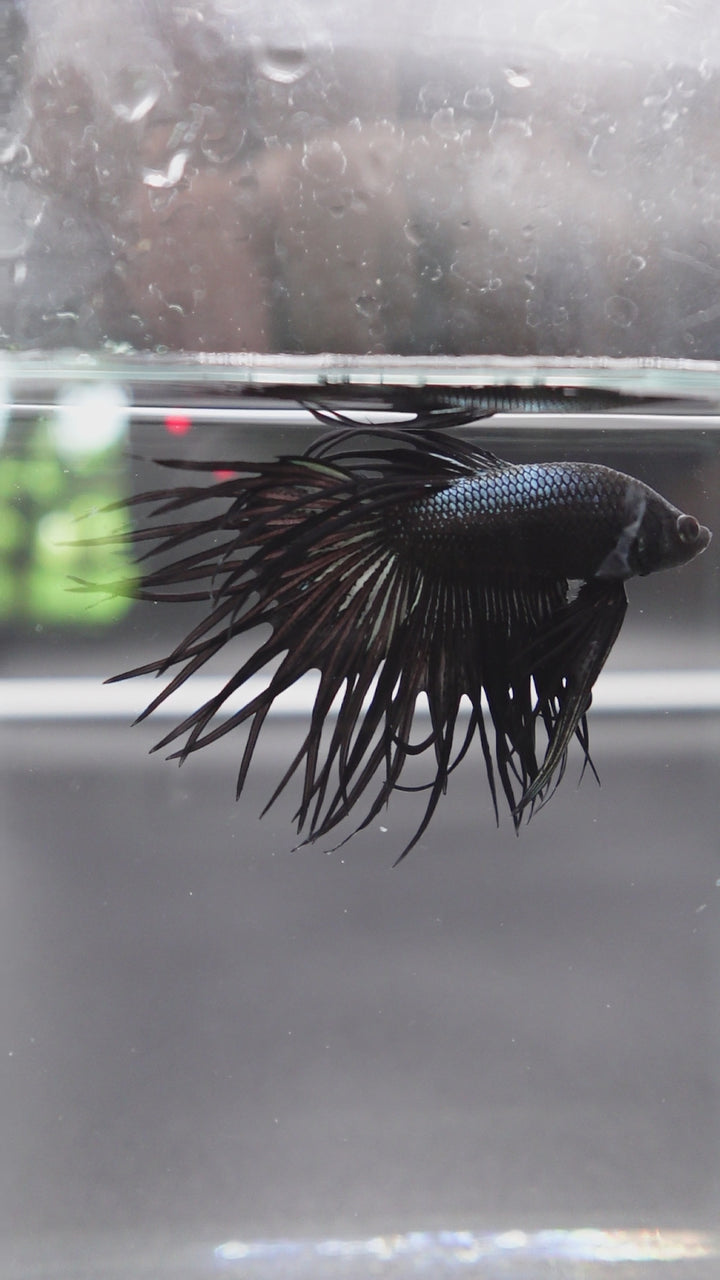 Rare King Crowntail Betta Fish