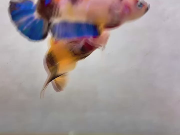 Rare Pair Koi Multicolors Betta Fish