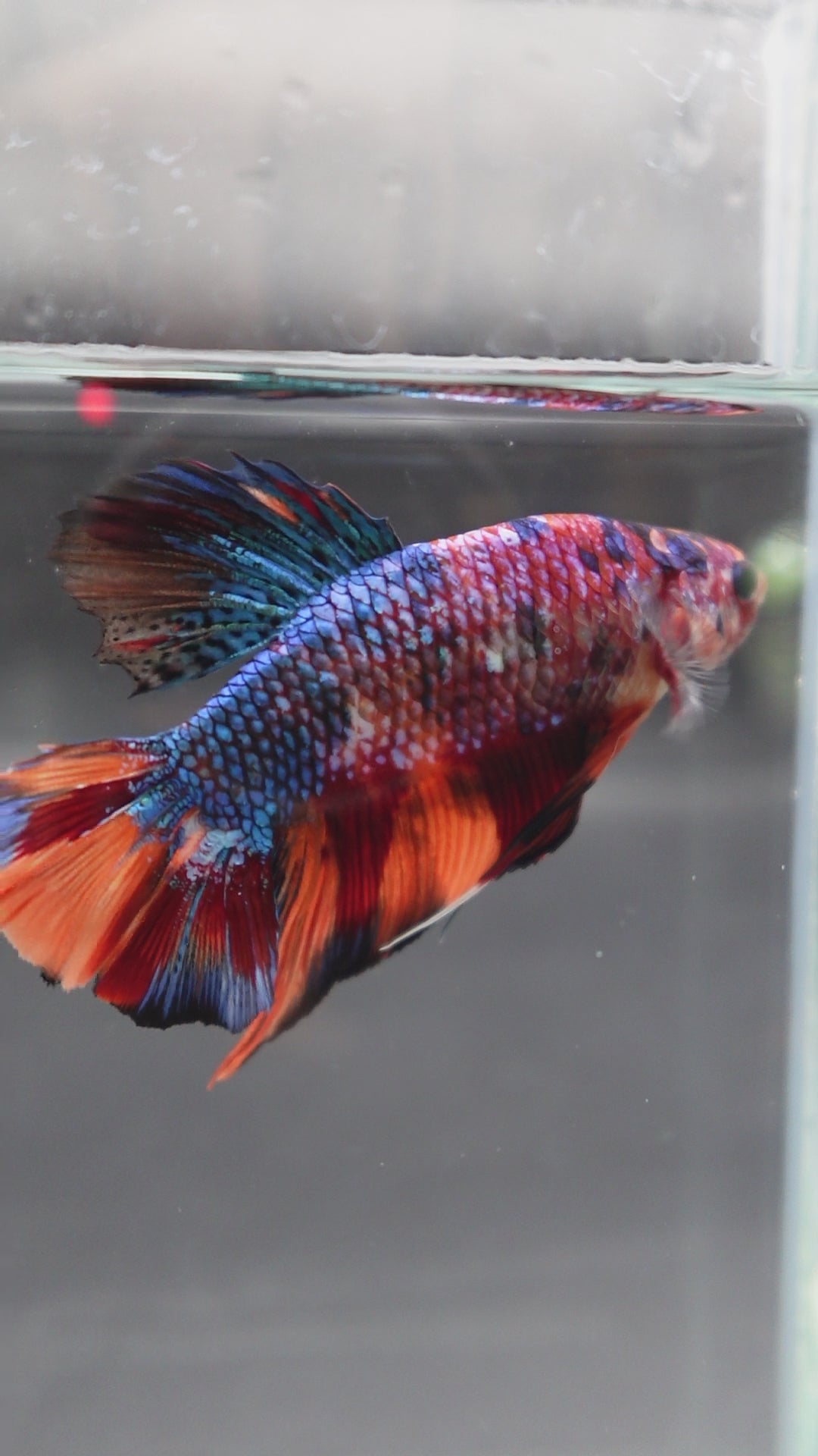 Rare Giant Multicolors Betta Fish