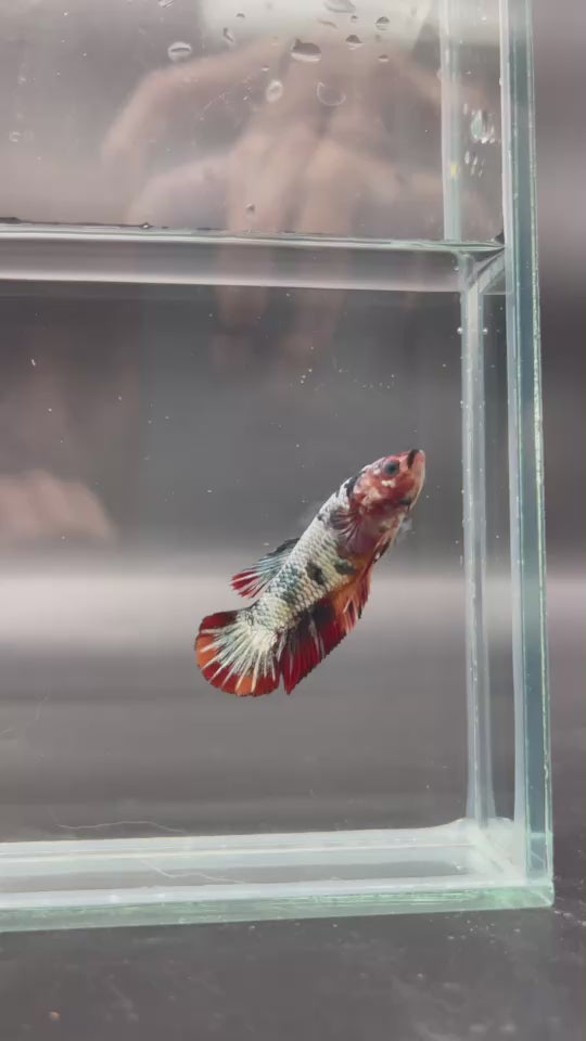 Competition - Koi Multicolor Betta Fish