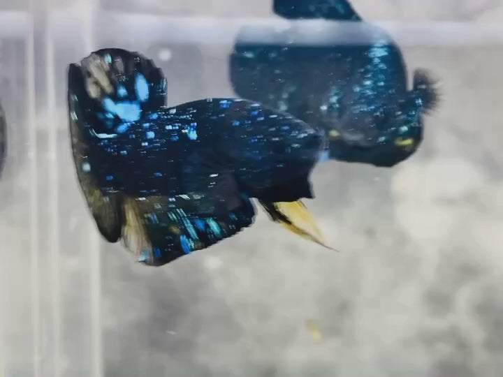 Rare Avatar Betta Fish