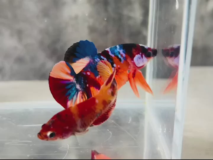 Rare Pair Koi Multicolors Betta Fish