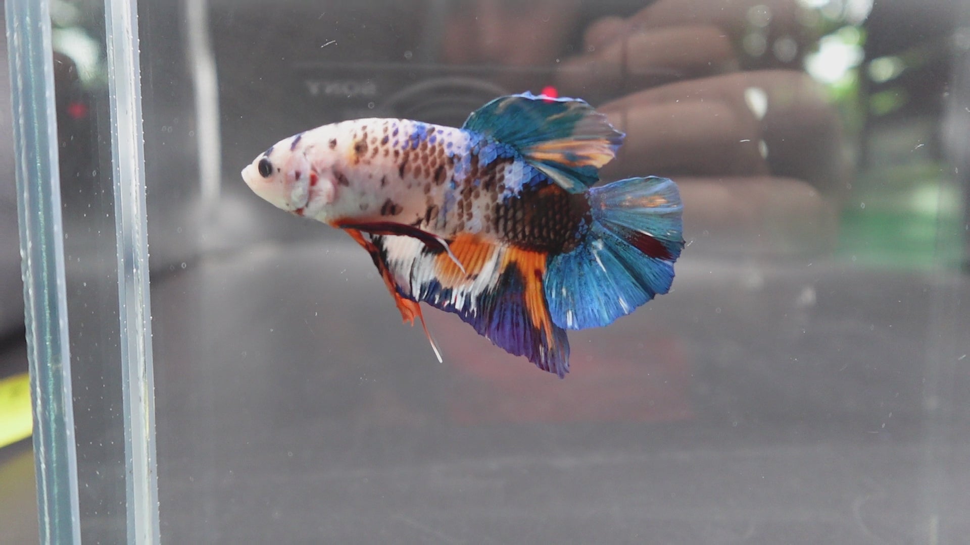 Rare Giant Multicolors Betta Fish