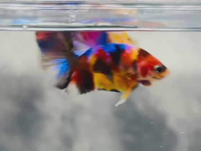 Rare Koi Multicolors Betta Fish