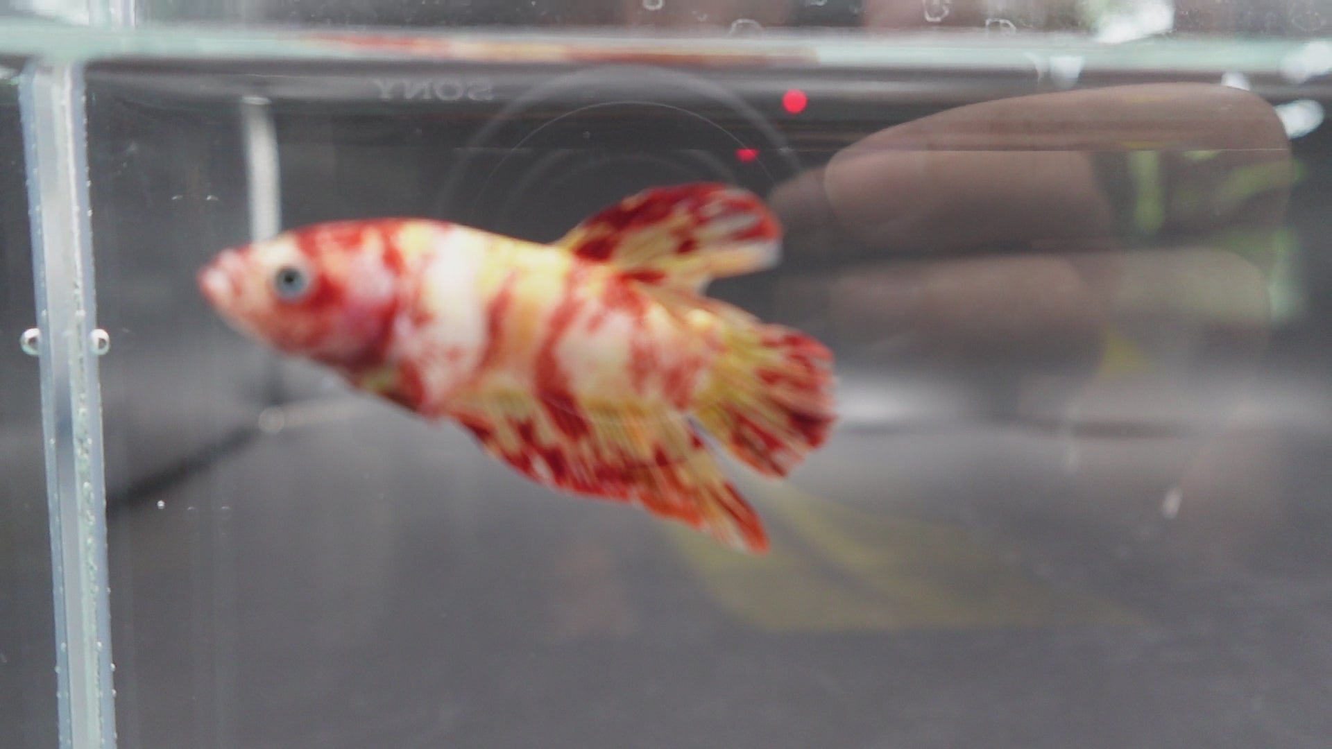 Rare Koi Multicolors Betta Fish